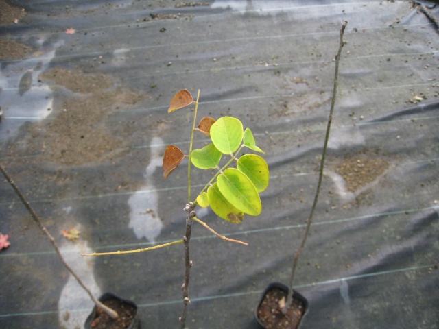 新作マット・カーペット エンジュ 単木 2.3m 露地 2本 苗木 【G7366628360】(26928円)