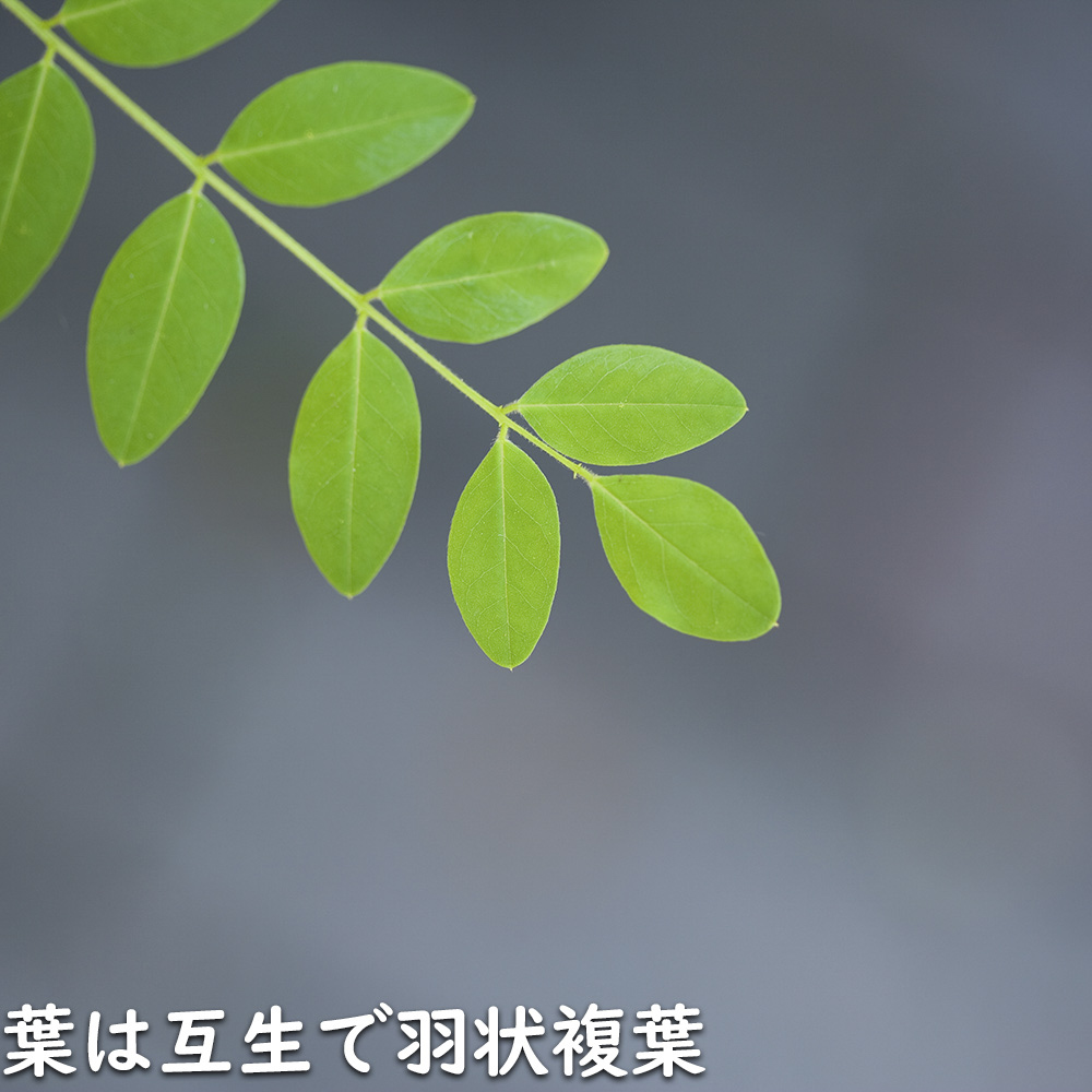 新作マット・カーペット エンジュ 単木 2.3m 露地 2本 苗木 【G7366628360】(26928円)