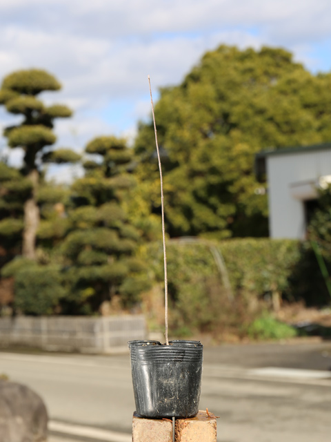 アオダモ (品種指定不可) 0.3m 10.5cmポット 苗 関連画像1