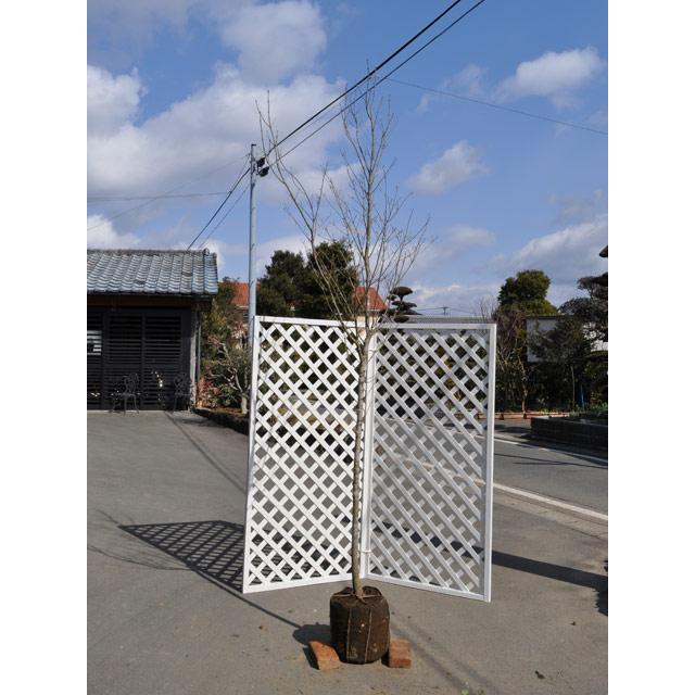 アオダモ 単木 (品種指定不可) 2.5m 露地 苗木(14300円)