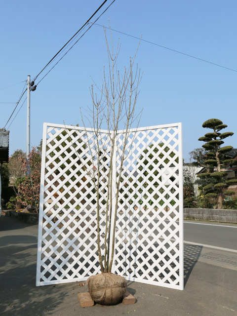 アオダモ 株立ち (品種指定不可) 2.5m 露地 2本 苗木(50336円)