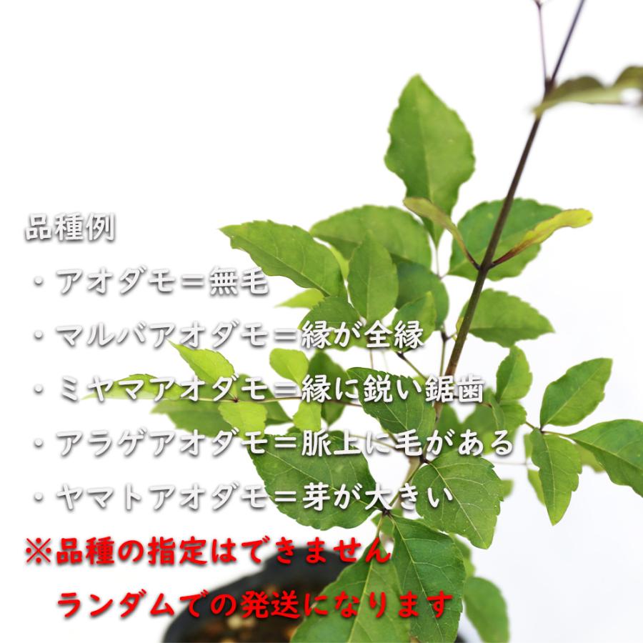 アオダモ (品種指定不可) 0.3m 10.5cmポット 苗｜green-netbox｜11