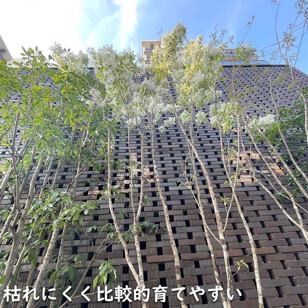 アオダモ 単木 (品種指定不可) 2.5m 露地 苗木 NAN2900396202