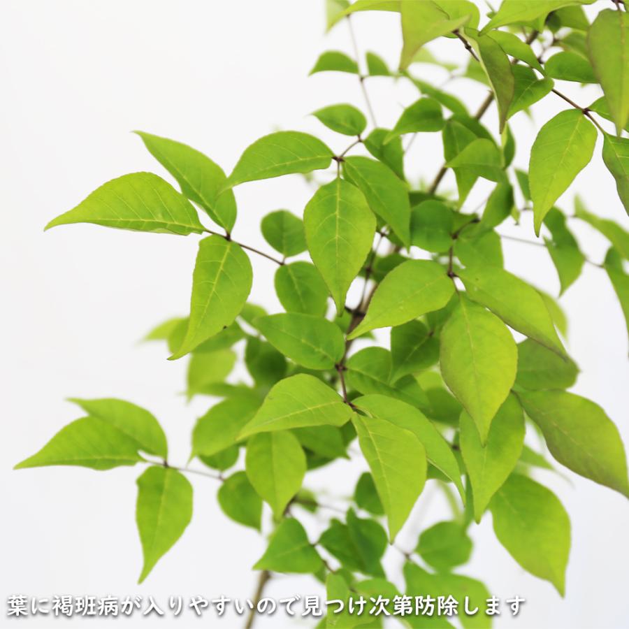 アオダモ 単木 (品種指定不可) 2.5m 露地 苗木 NAN2900396202