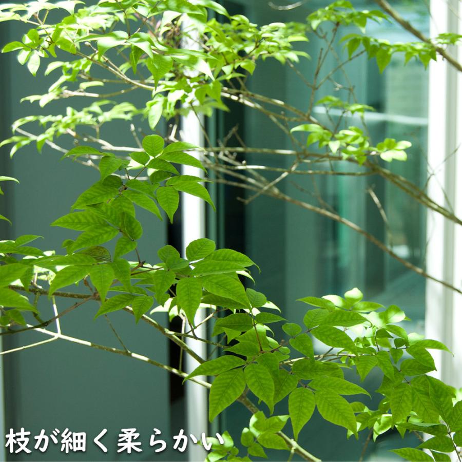 アオダモ (品種指定不可) 0.3m 10.5cmポット 苗｜green-netbox｜03
