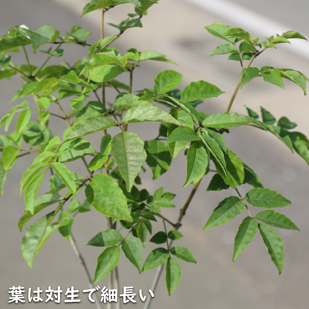 アオダモ 単木 (品種指定不可) 2.5m 露地 苗木 NAN2900396202