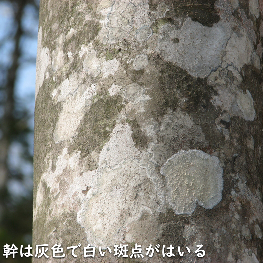 アオダモ 単木 (品種指定不可) 2.5m 露地 苗木 NAN2900396202