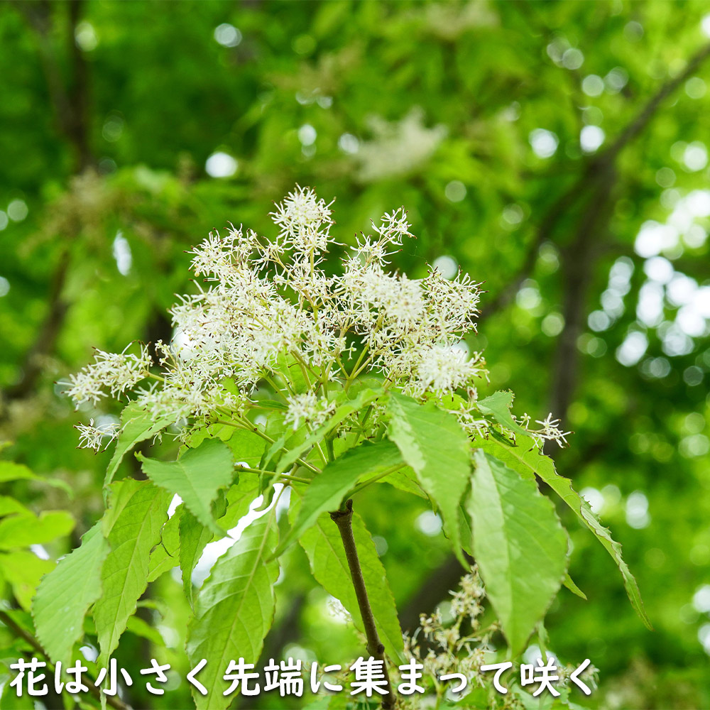 四季咲きモクセイ 1.2m 露地 苗-