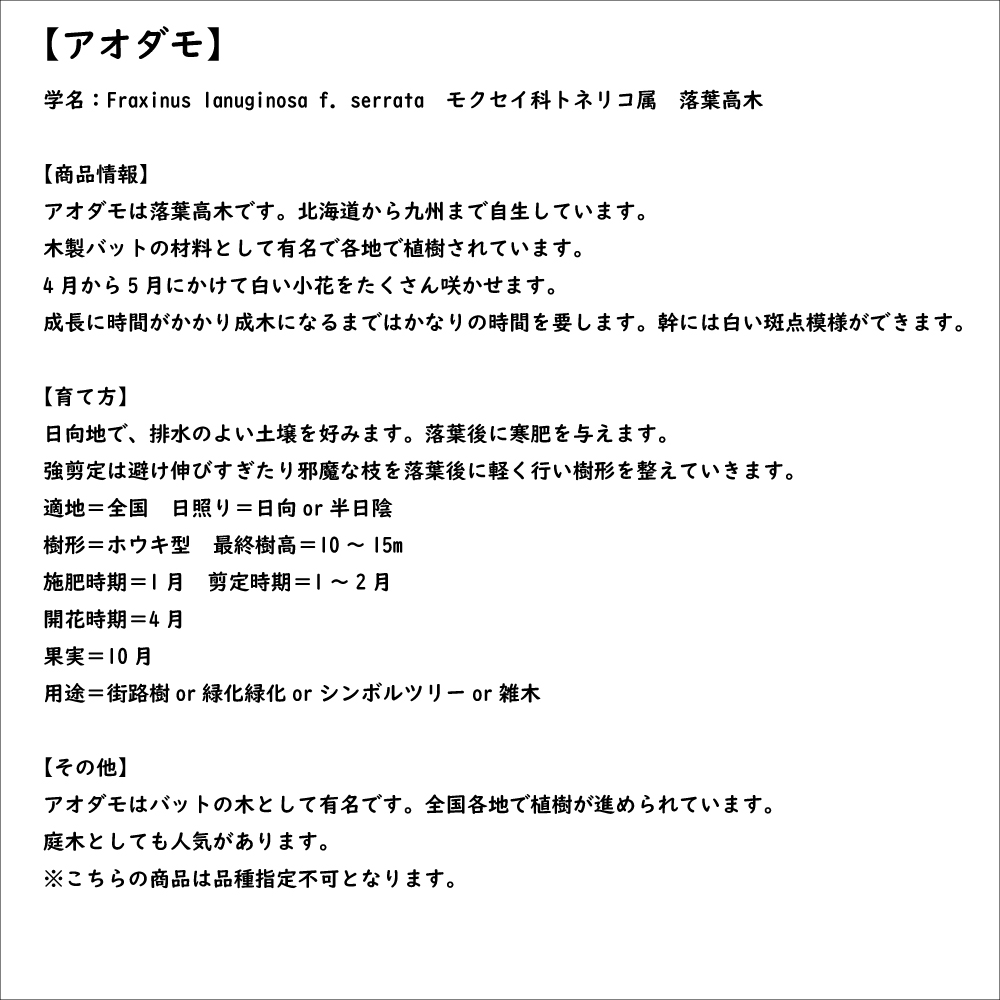 アオダモ (品種指定不可) 単木 0.6m 露地 苗｜green-netbox｜08