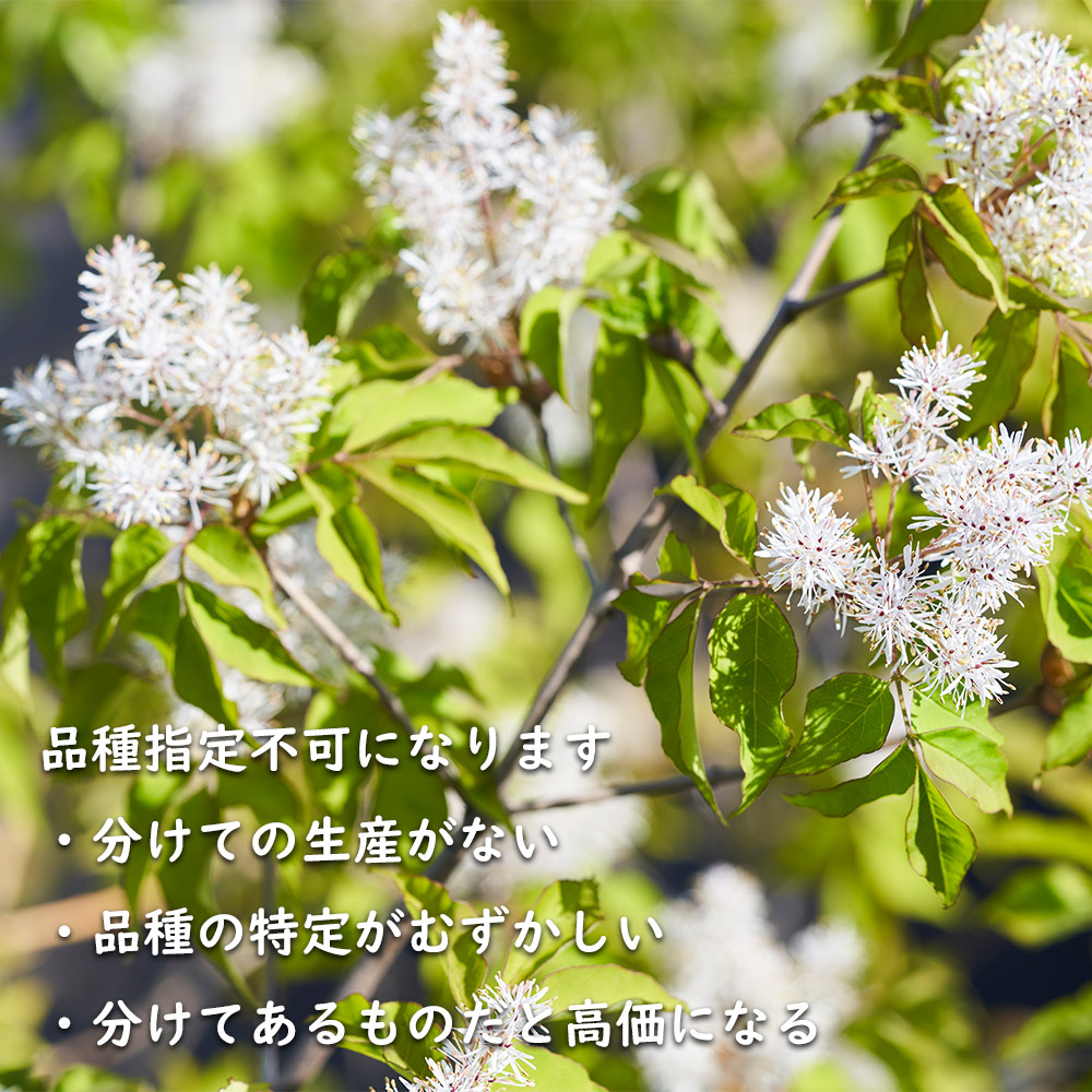 アオダモ 単木 (品種指定不可) 2.5m 露地 苗木 NAN2900396202