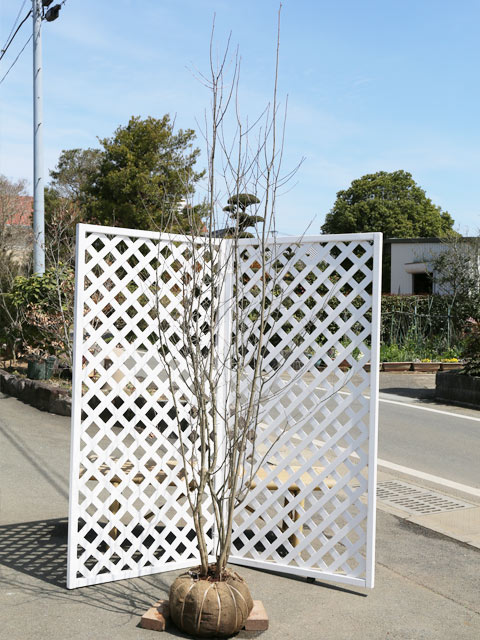 アオハダ 株立ち 2.5m 露地 2本 苗木(38500円)