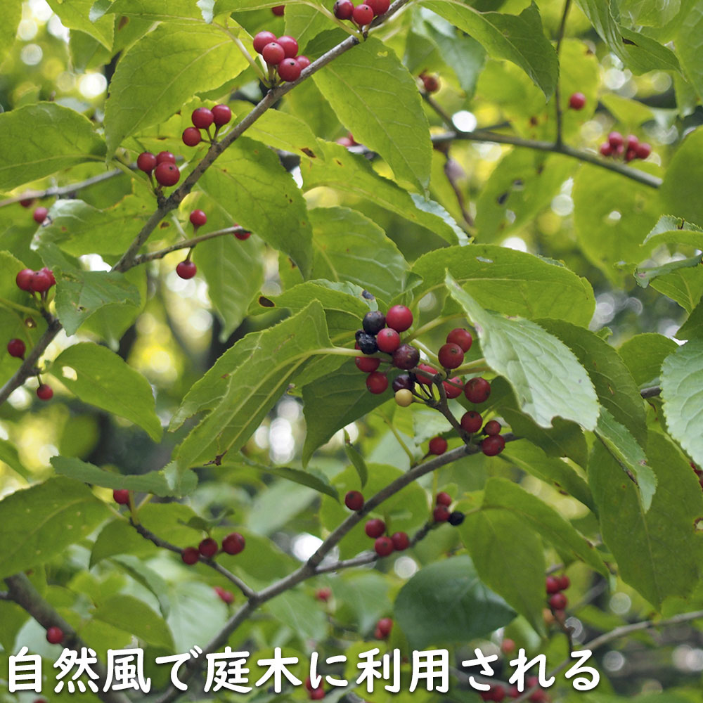 アオハダ 株立ち 2m 露地 2本 苗木 : トオヤマグリーン - 通販