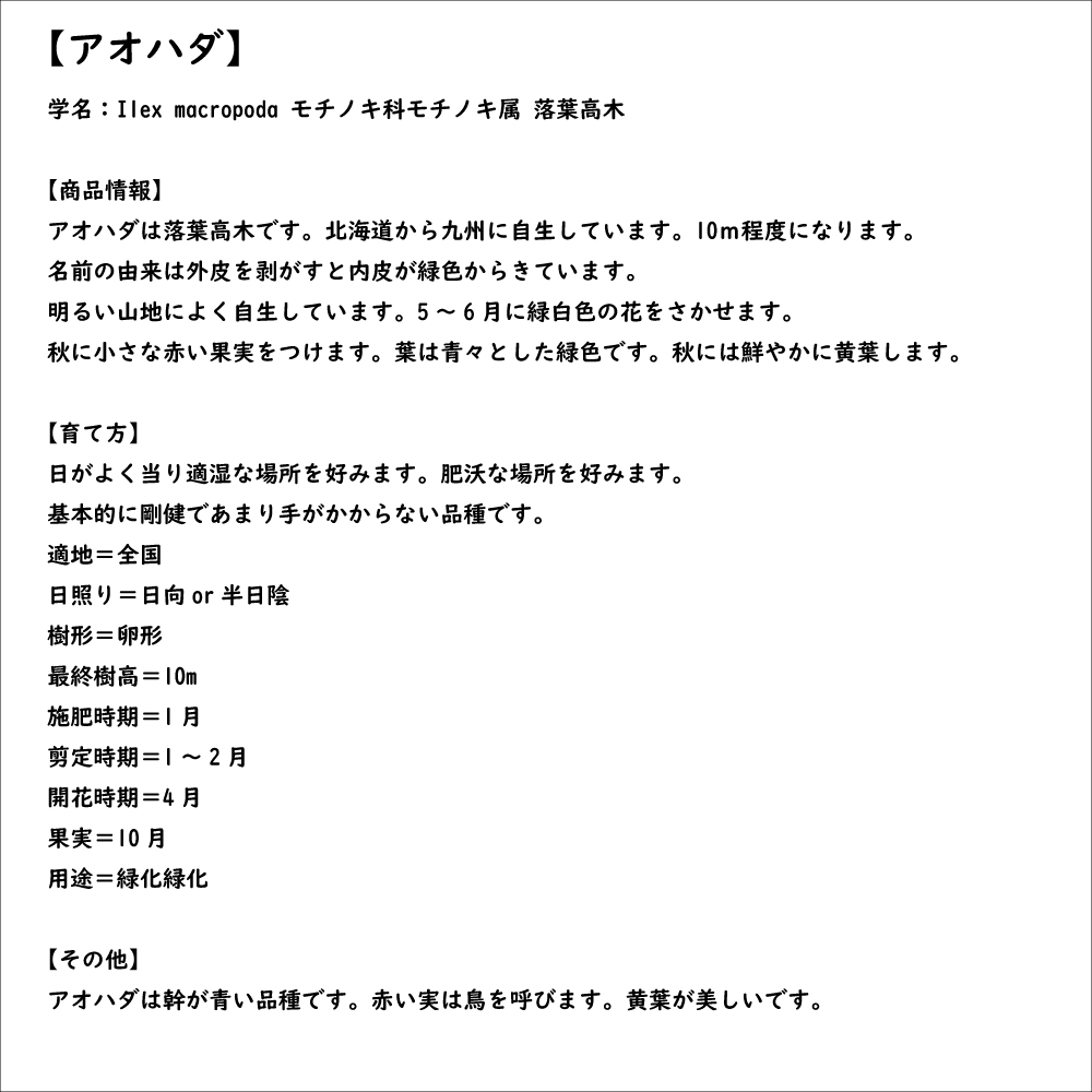 正規品 アオハダ 株立ち 2.5m 露地 2本 苗木 【EIM1053234563】(38500円)