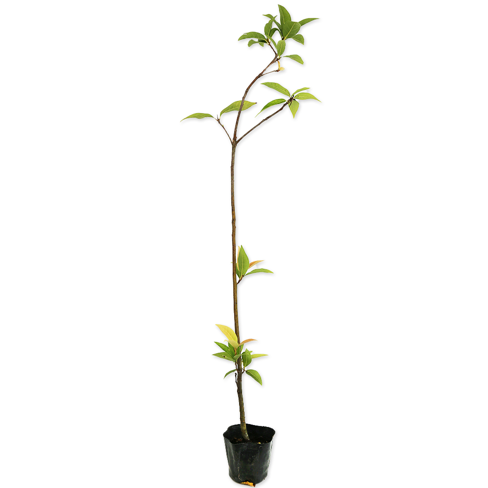 アカガシ 0.5m 10.5cmポット 苗 - 常緑樹
