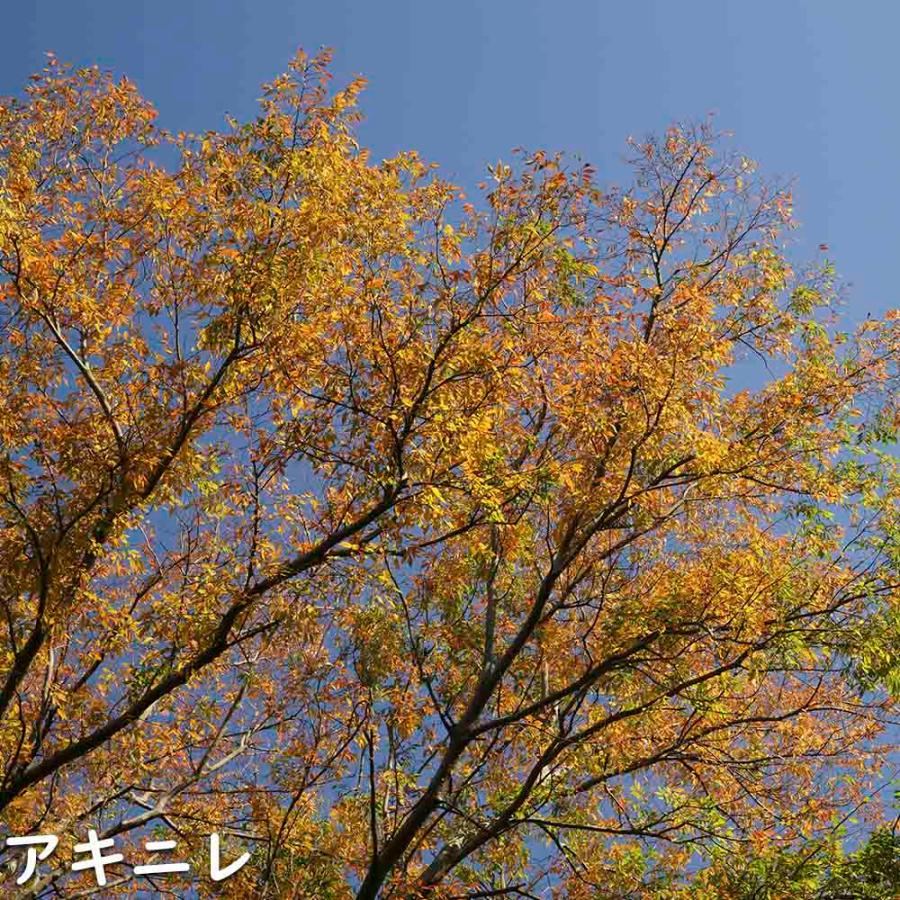 【限定品】 アキニレ 株立ち 2.5m 露地 苗木 【R2486305114】 (16269円)