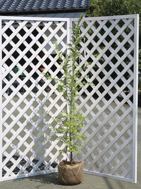 アキニレ 単木 1m 露地 2本 苗 MYK2677287492