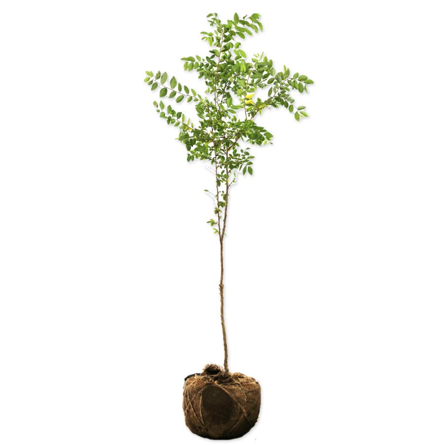 アキニレ 単木 1m 露地 2本 苗(13200円)