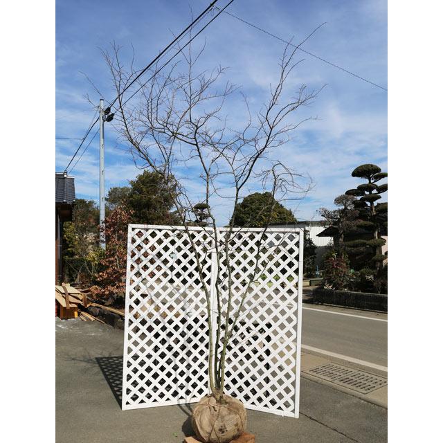 アキニレ 株立ち 2.5m 露地 苗木(16269円)