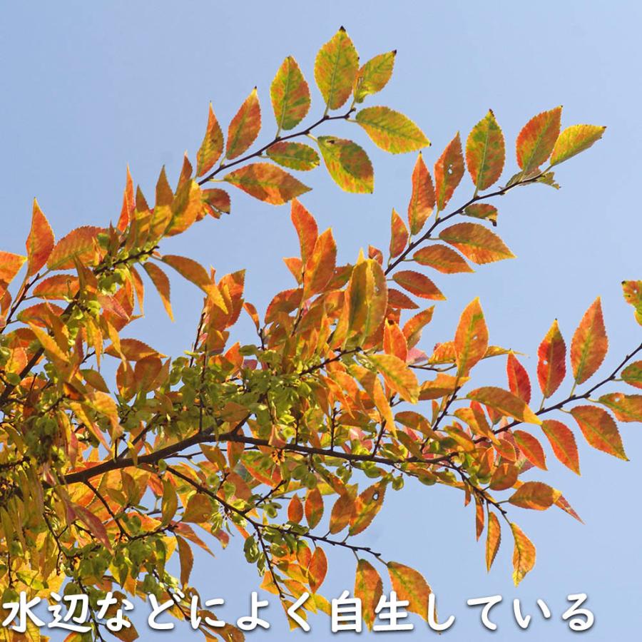 【限定品】 アキニレ 株立ち 2.5m 露地 苗木 【R2486305114】 (16269円)