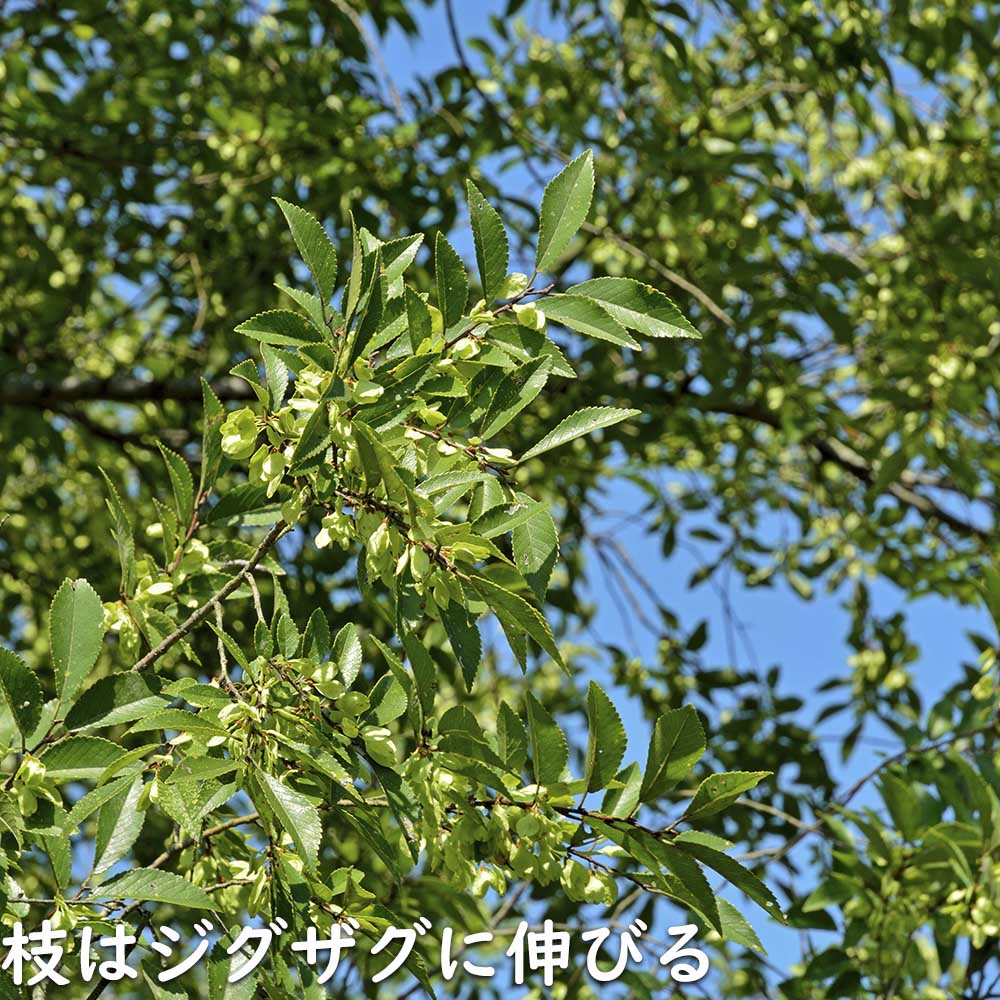 アキニレ 単木 1m 露地 2本 苗 アキニレ 商品情報