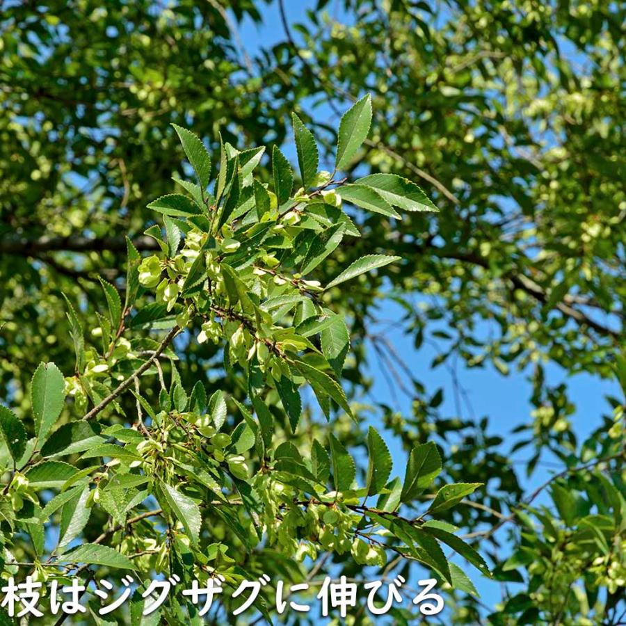 【限定品】 アキニレ 株立ち 2.5m 露地 苗木 【R2486305114】 (16269円)