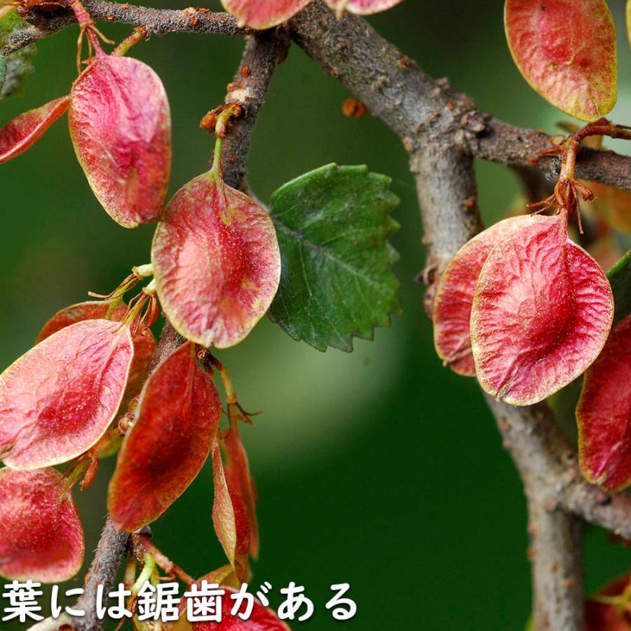 【限定品】 アキニレ 株立ち 2.5m 露地 苗木 【R2486305114】 (16269円)