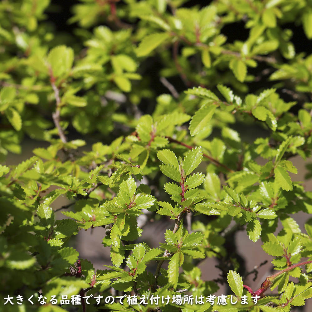 【限定品】 アキニレ 株立ち 2.5m 露地 苗木 【R2486305114】 (16269円)