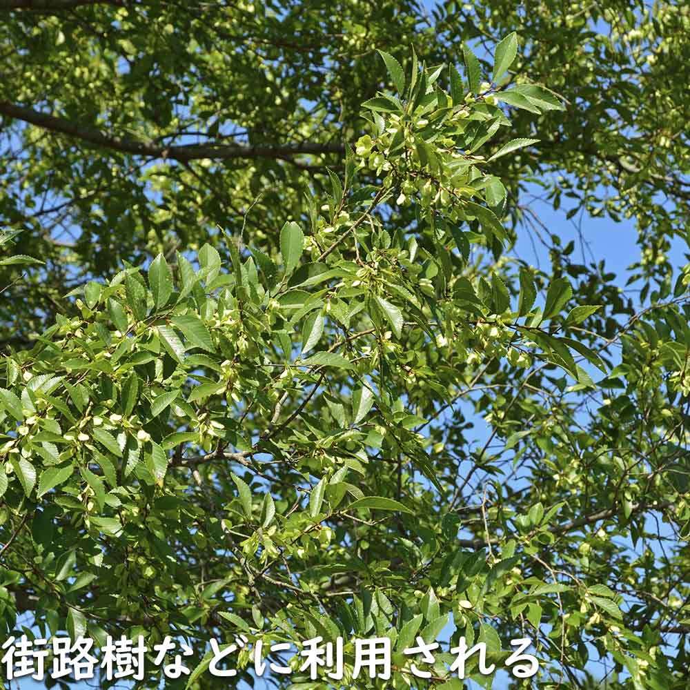 アキニレ 単木 1m 露地 2本 苗 アキニレ 商品情報