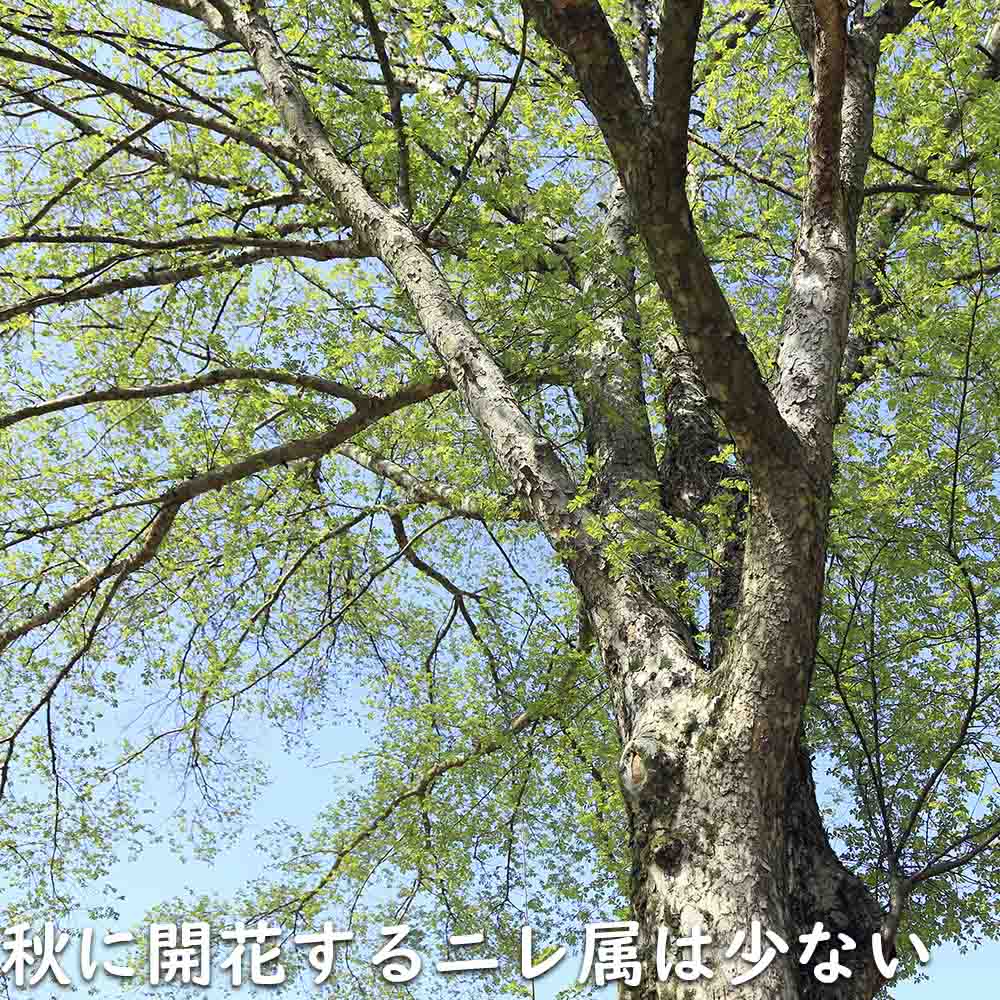 アキニレ 単木 1m 露地 2本 苗 アキニレ 商品情報