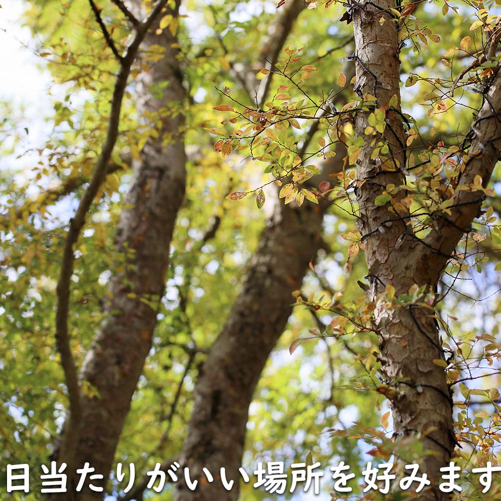 【限定品】 アキニレ 株立ち 2.5m 露地 苗木 【R2486305114】 (16269円)