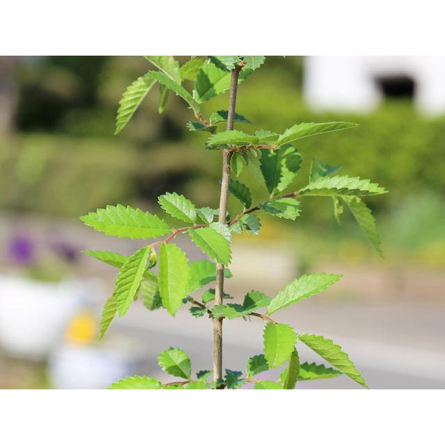 【限定品】 アキニレ 株立ち 2.5m 露地 苗木 【R2486305114】 (16269円)