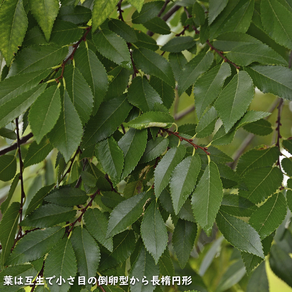 アキニレ 単木 2.5m 露地 苗木 : 106125 : トオヤマグリーン - 通販