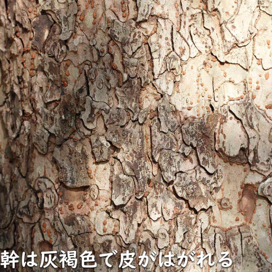 【限定品】 アキニレ 株立ち 2.5m 露地 苗木 【R2486305114】 (16269円)