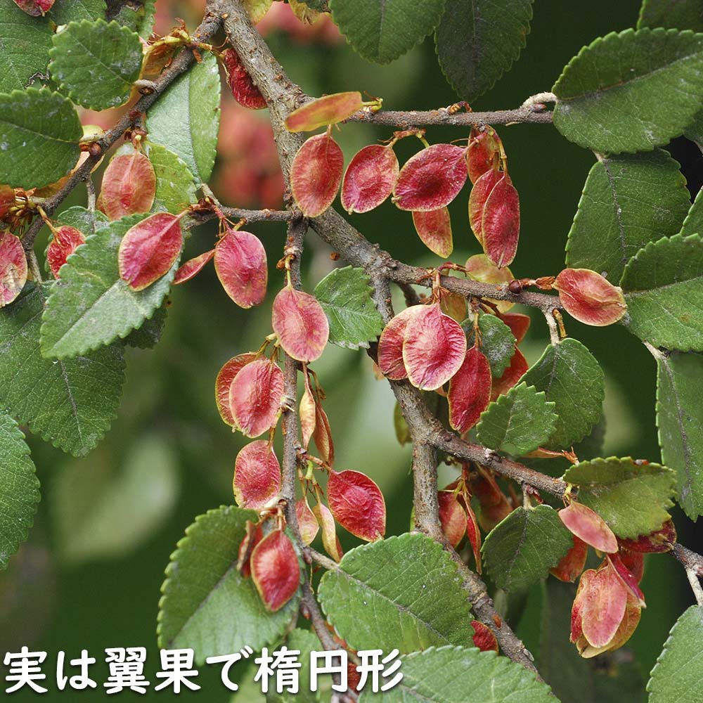 【限定品】 アキニレ 株立ち 2.5m 露地 苗木 【R2486305114】 (16269円)