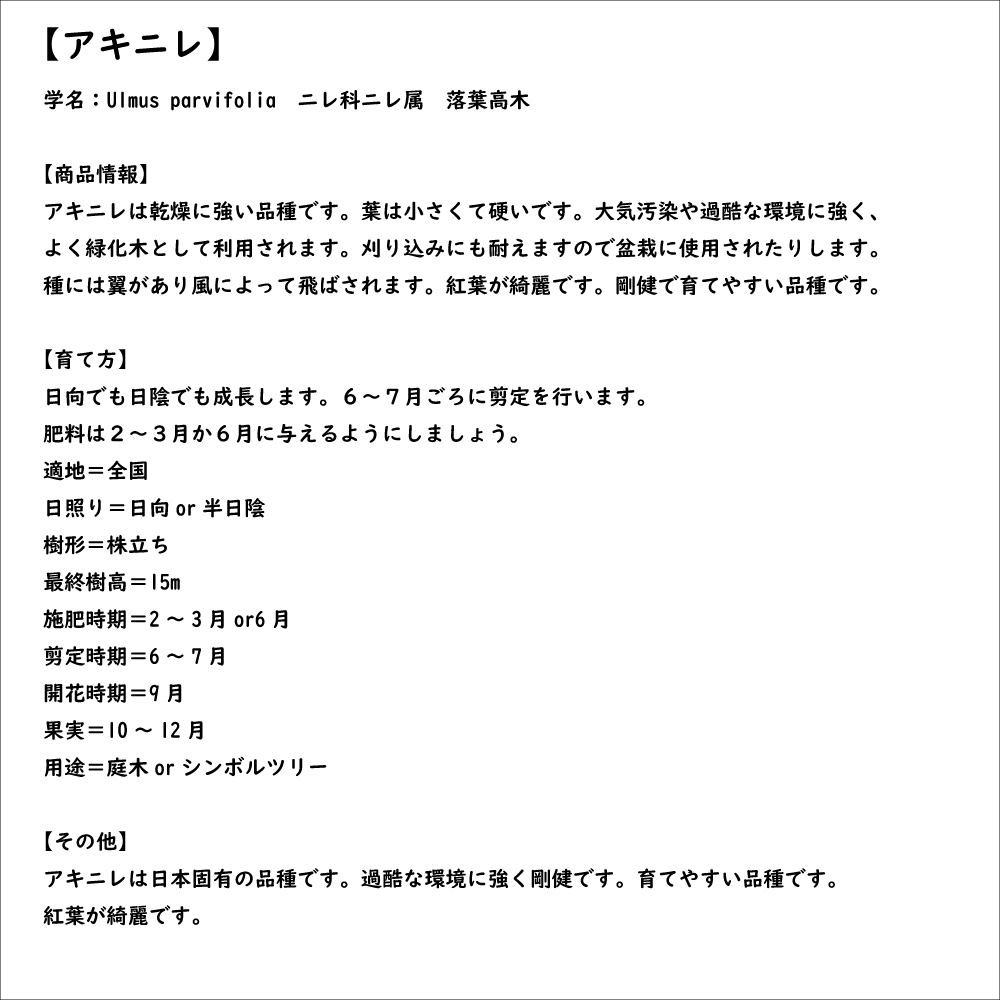 アキニレ 単木 1m 露地 2本 苗 アキニレ 商品情報