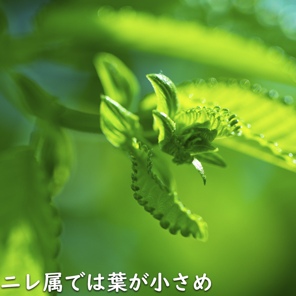 アキニレ 単木 1m 露地 2本 苗 アキニレ 商品情報