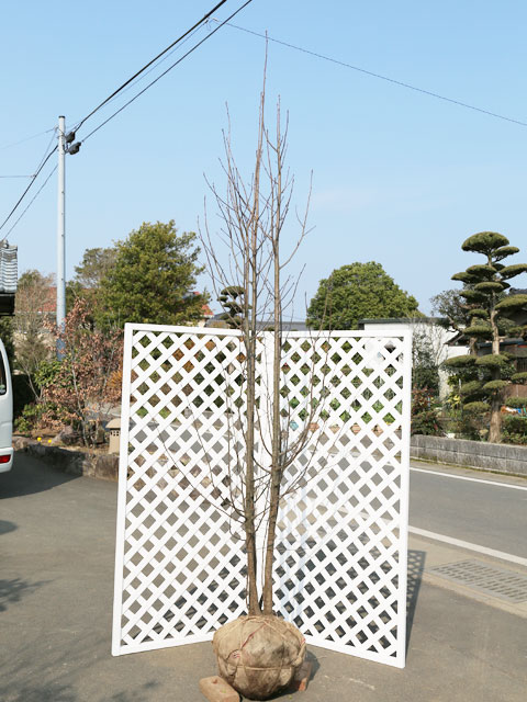 新作モデル アズキナシ sisben 株立ち - 2.5m 露地 ❤クーポン販売中