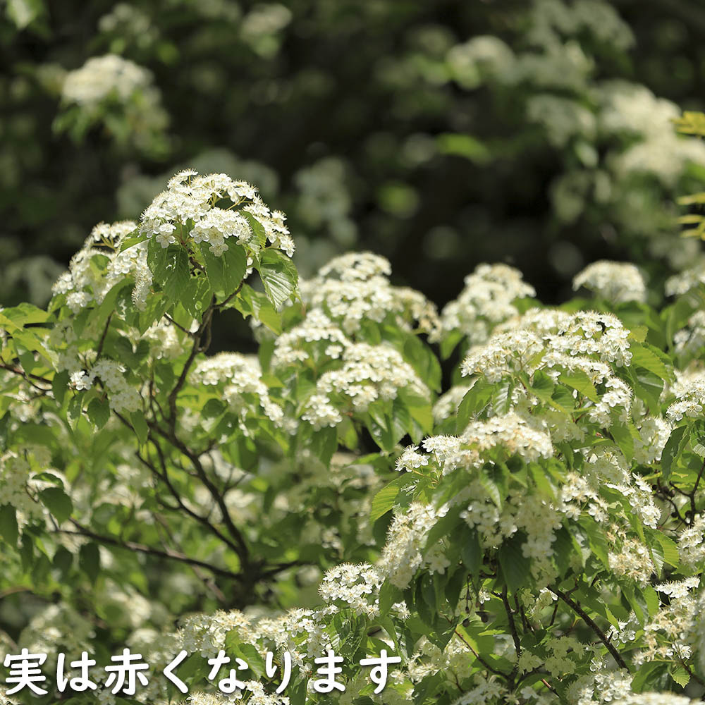 アズキナシ 株立ち 2.5m 露地 苗木 落葉樹 | istanbulandi.org.tr