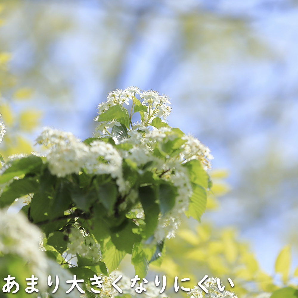 アズキナシ 株立ち  露地 苗木 落葉樹