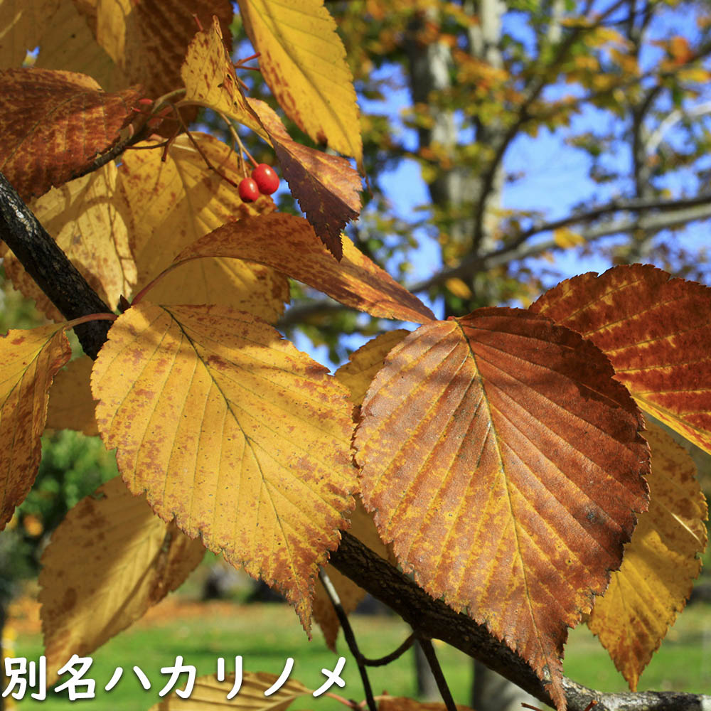 アズキナシ 株立ち 2.5m 露地 苗木 落葉樹 | istanbulandi.org.tr