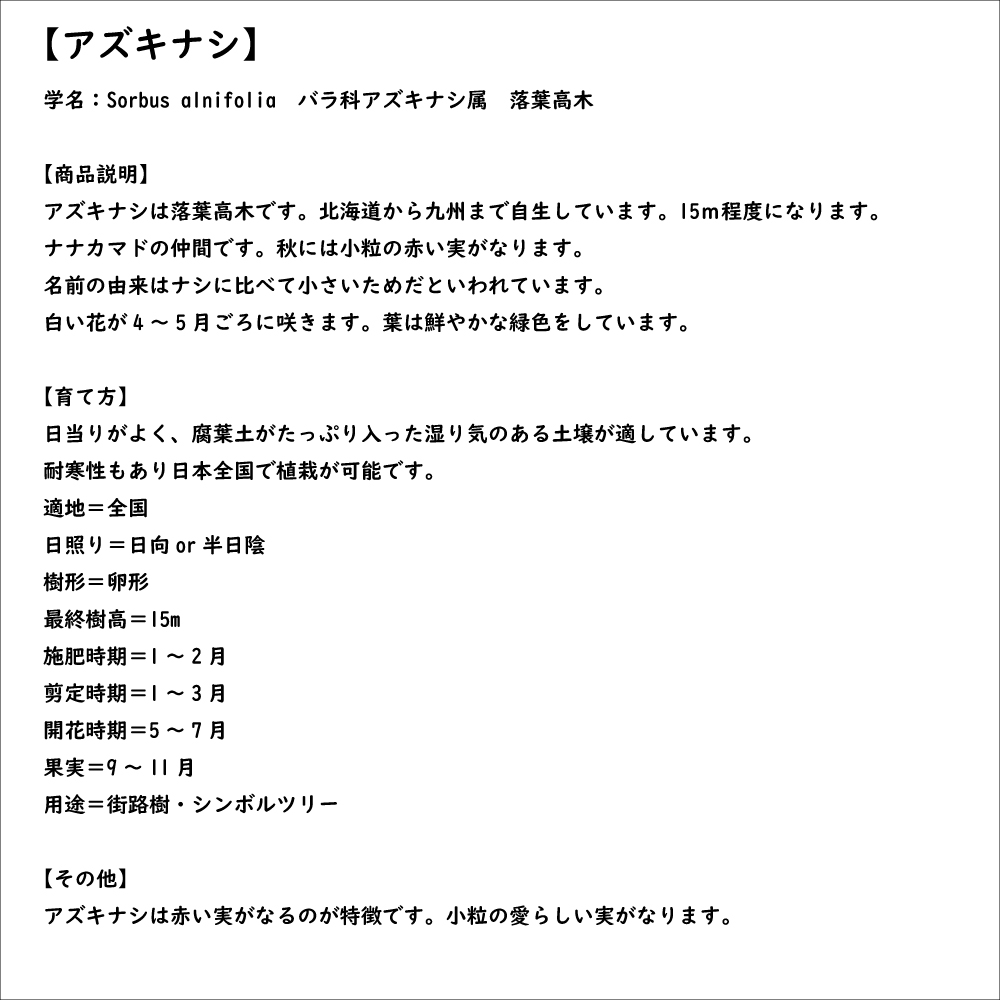 アズキナシ 株立ち 2.5m 露地 2本 苗木