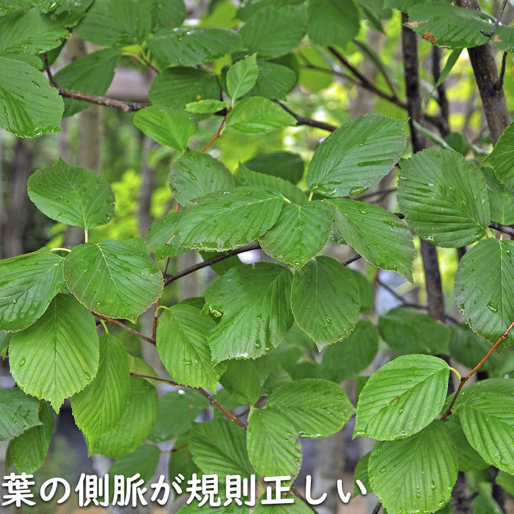 アズキナシ 株立ち 2.5m 露地 苗木 : 106275 : トオヤマグリーン - 通販 - Yahoo!ショッピング