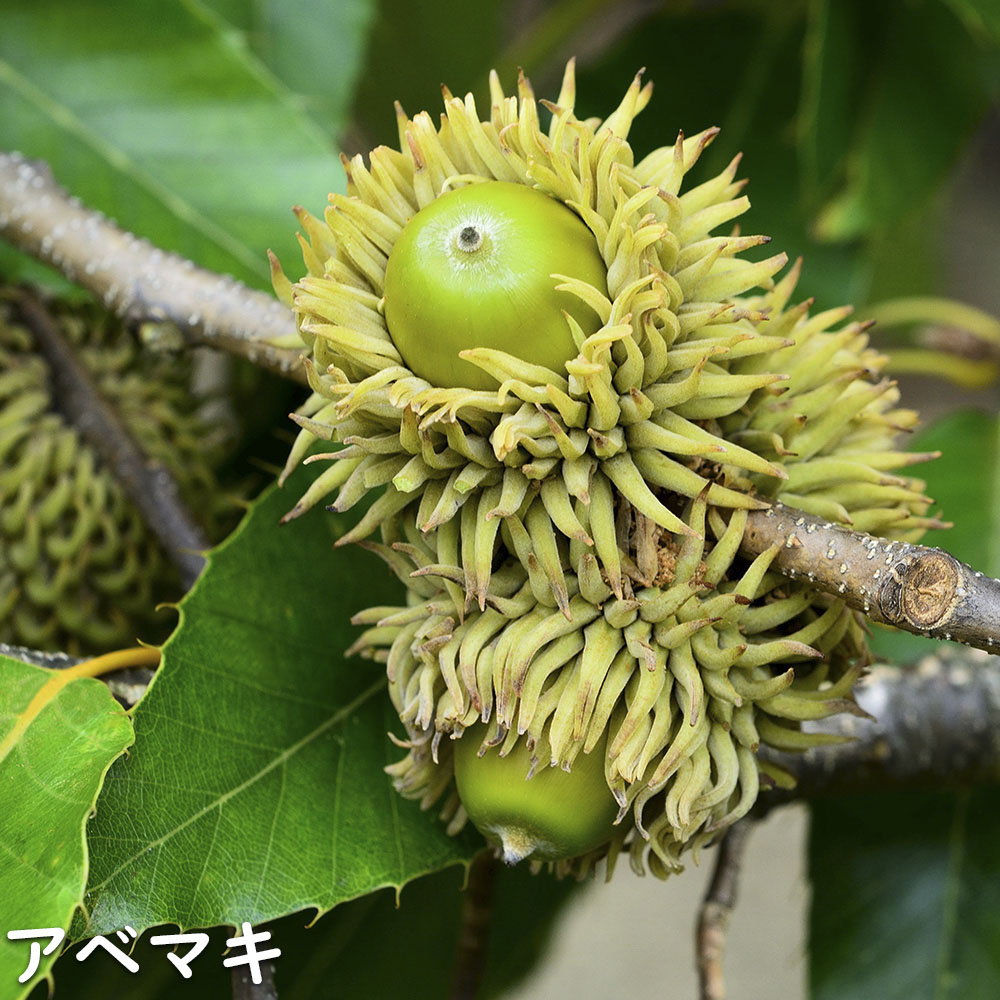 アベマキ 株立ち 2.5m 露地 苗木 : 106375 : トオヤマグリーン - 通販