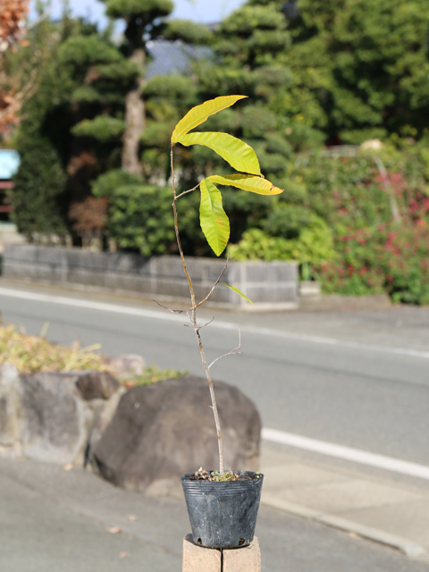 アベマキ 0.5m 10.5cmポット 苗 : 106305 : トオヤマグリーン - 通販 - Yahoo!ショッピング