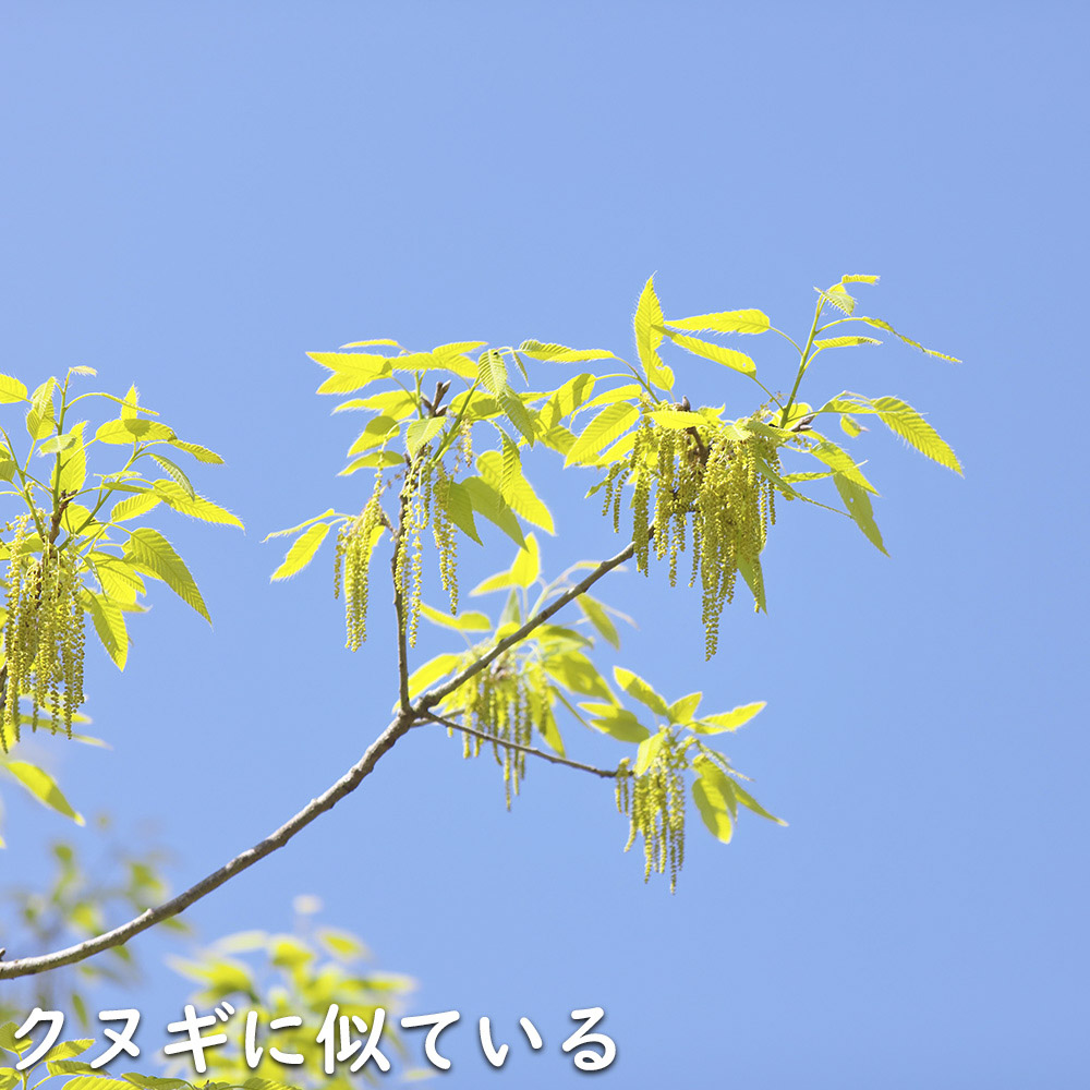 アベマキ 1m 15cmポット 苗 |  | 10