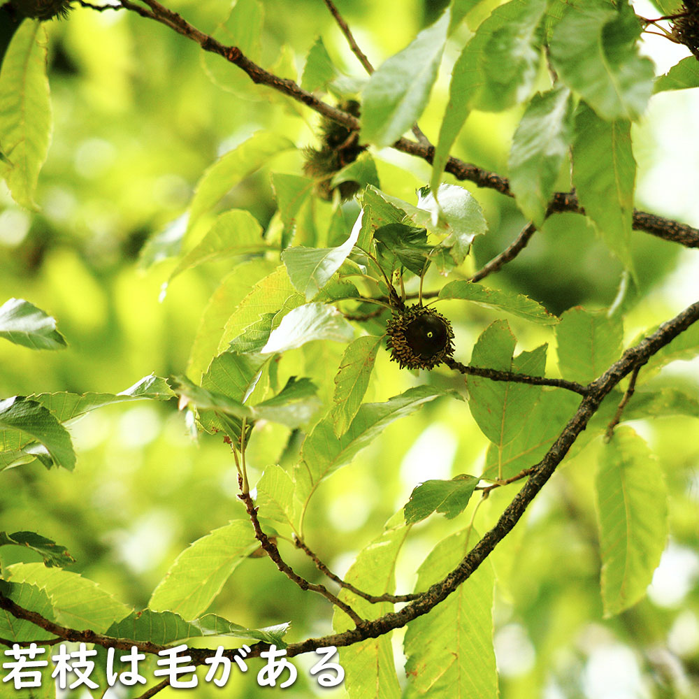 アベマキ 1m 15cmポット 苗 |  | 11