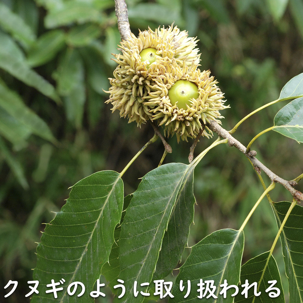 アベマキ 単木 1m 露地 苗 : 106309 : トオヤマグリーン - 通販