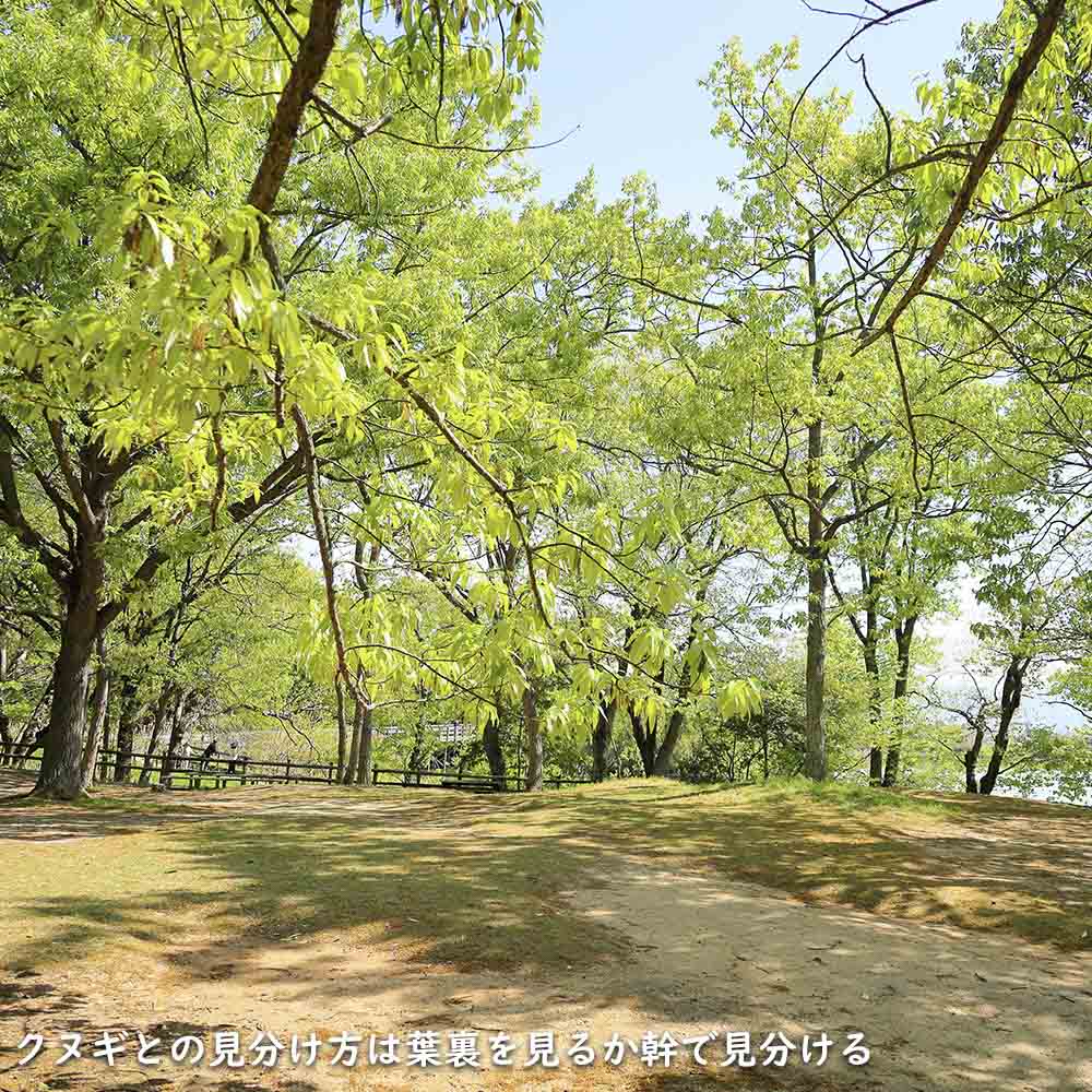 アベマキ 単木 1m 露地 苗 : 106309 : トオヤマグリーン - 通販