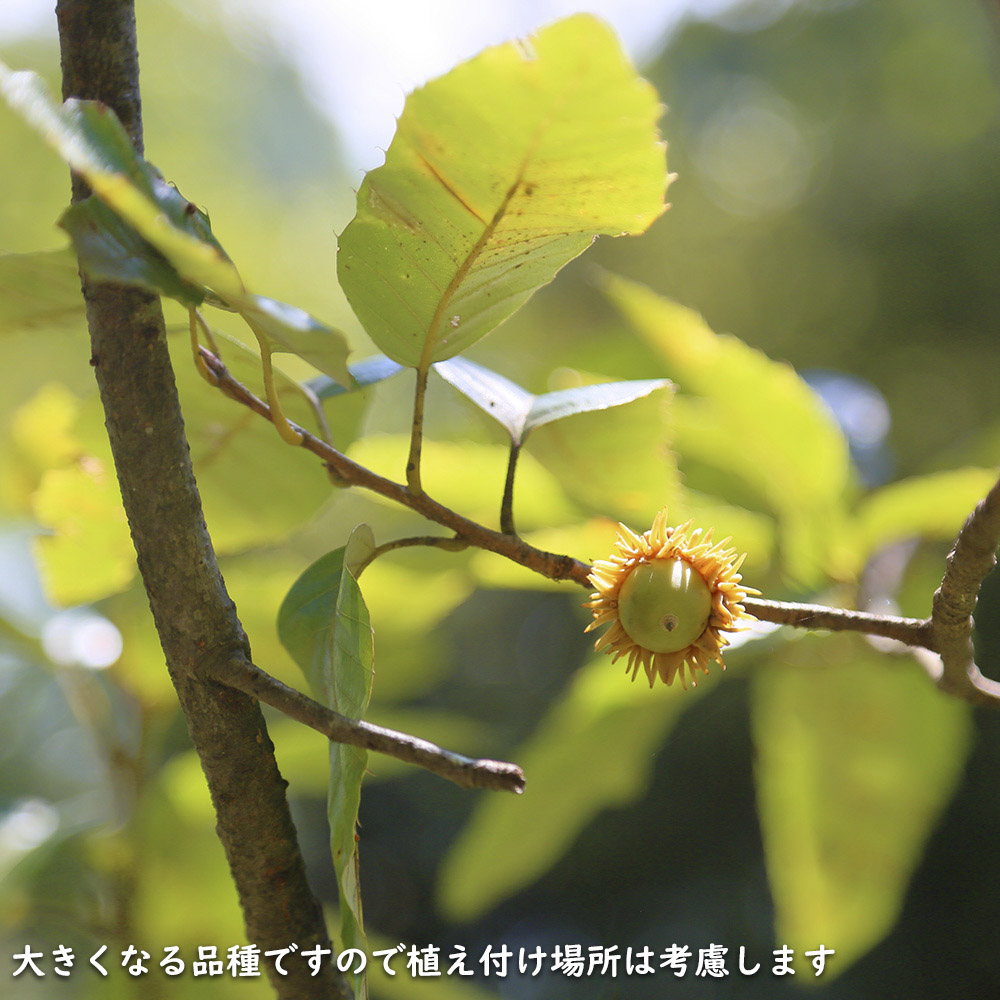 アベマキ 1m 15cmポット 苗 |  | 14