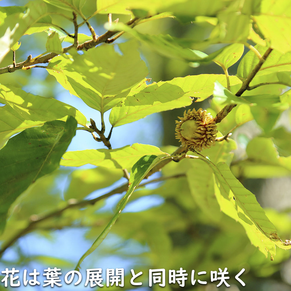 アベマキ 1m 15cmポット 苗 |  | 15